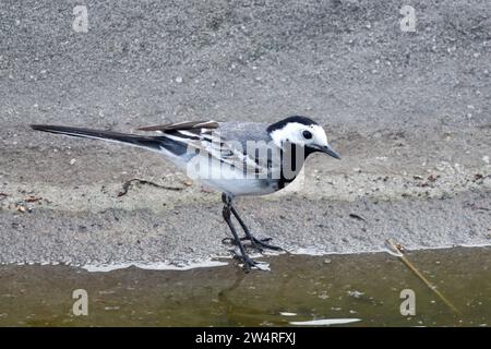Pied Wagtail Motacilla alba Wildlife Bank Vista sul lato dell'acqua fauna selvatica Bird Wild Small Songbird Foraging Water Edge Repubblica Ceca Europa Foto Stock