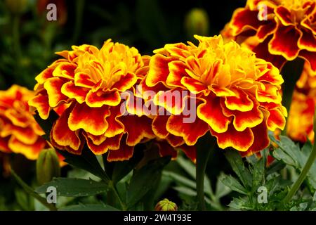Calendula africana, Fiore, Tagetes Foto Stock