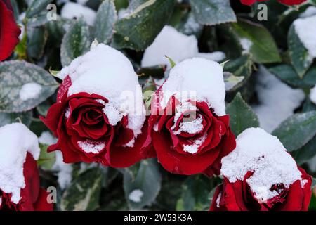 I boccioli rossi sono ricoperti di neve in inverno Foto Stock