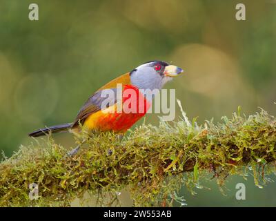 Toucan Barbet Semnornis ramphastinus Ecuador BI037378 Foto Stock