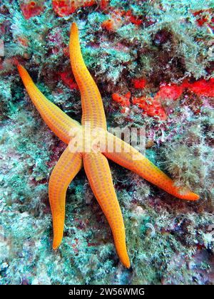 Stelle marine di colore arancio (Hacelia attenuata), sito di immersione Iles Medes, l'Estartit, Costa Brava, Spagna, Mar Mediterraneo Foto Stock