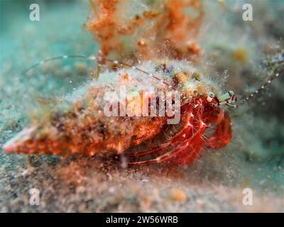 Granchio eremita striato (pagurus anachoretus) nel Mar Mediterraneo. Sito di immersione Iles Medes, l'Estartit, Costa Brava, Spagna Foto Stock