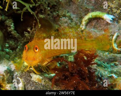 Variable blenny (Parablennius pilicornis), sito di immersione Marine Protected area Cap de Creus, Rosas, Costa Brava, Spagna, Mar Mediterraneo Foto Stock