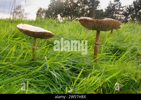 Due ombrelli giganti in un prato, fungo da ombrellone (Macrolepiota procera), fungo, primo piano, Emsland, bassa Sassonia, Germania Foto Stock