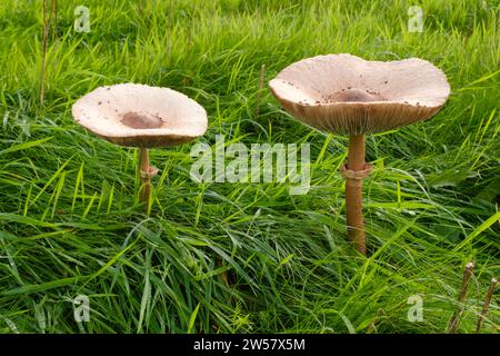 Due ombrelli giganti in un prato, fungo da ombrellone (Macrolepiota procera), fungo, primo piano, Emsland, bassa Sassonia, Germania Foto Stock