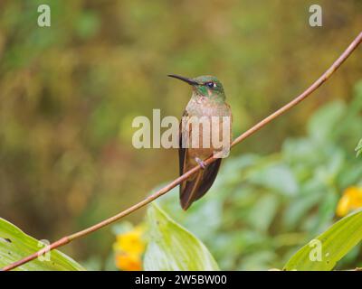 Fawn Breasted Brilliant Hummingbird Heliodoxa rubinoides Ecuador BI037780 Foto Stock