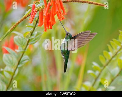 Colibrì Inca con colletto - da mangiare al fiore Coeligena torquata Ecuador BI037980 Foto Stock