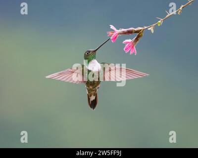 Colibrì Inca con colletto - da mangiare al fiore Coeligena torquata Ecuador BI038028 Foto Stock