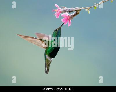 Velvetbreast di montagna - al fiore Lafresnaya lafresnayi Ecuador BI038213 Foto Stock