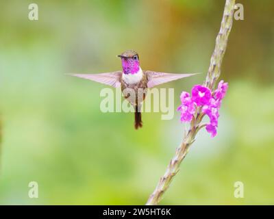 Viola Throated Woodstar - maschio al fiore Calliphlox mitchellii Ecuador BI038239 Foto Stock