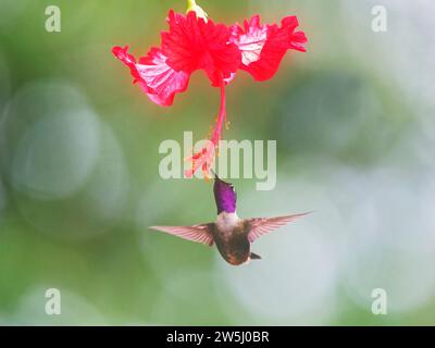 Viola Throated Woodstar - maschio al fiore Calliphlox mitchellii Ecuador BI038245 Foto Stock