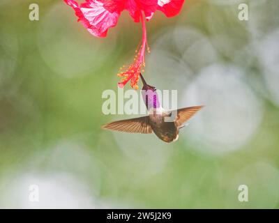 Viola Throated Woodstar - maschio al fiore Calliphlox mitchellii Ecuador BI038251 Foto Stock