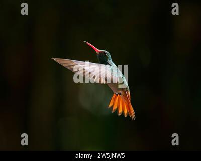 Colibrì a coda di rufous - in volo retroilluminato Amazilia tzacatl Ecuador BI038288 Foto Stock