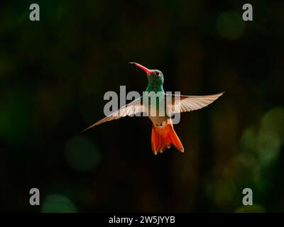 Colibrì a coda di rufous - in volo, Amazilia tzacatl Ecuador BI038303 retroilluminato Foto Stock
