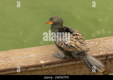 Cormorano coronato (microcarbo coronatus) a Swakopmund, Namibia. Foto Stock