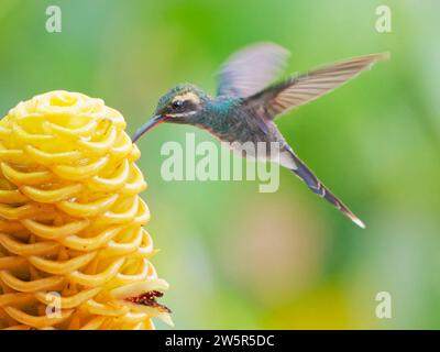 White Whiskered Hermit - alimentazione al fiore Phaethornis yaruqui Ecuador BI038367 Foto Stock