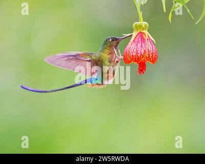 Violet Tailed Sylph - in volo Aglaiocercus coelestis Ecuador BI038425 Foto Stock