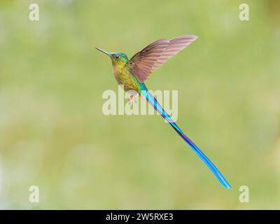 Violet Tailed Sylph - in volo Aglaiocercus coelestis Ecuador BI038429 Foto Stock