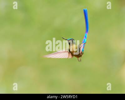 Violet Tailed Sylph - in volo Aglaiocercus coelestis Ecuador BI038435 Foto Stock