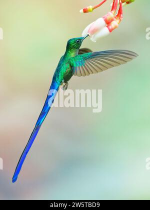 Sylph a coda di viola - alimentazione al fiore Aglaiocercus coelestis Ecuador BI038475 Foto Stock