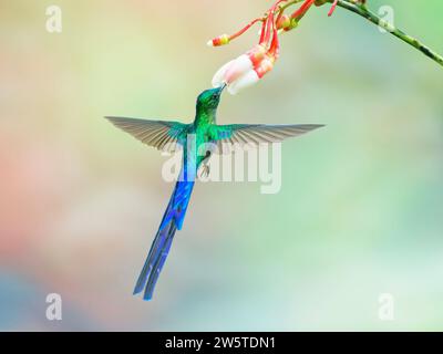 Sylph a coda di viola - alimentazione al fiore Aglaiocercus coelestis Ecuador BI038481 Foto Stock