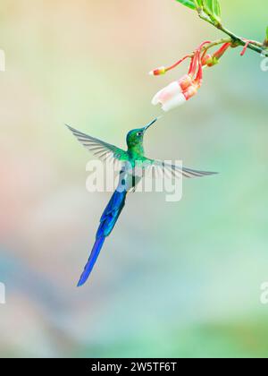 Sylph dalla coda di viola - da mangiare al fiore Aglaiocercus coelestis Ecuador BI038491 Foto Stock