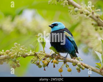 Tanager Tangara dal collo blu cyanicollis Ecuador BI038665 Foto Stock