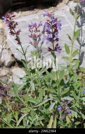 Echter Salbei, Salbei, Garten-Salbei, Küchensalbei, Heilsalbei, salvia officinalis, salvia comune, salvia, la sauge officinale Foto Stock