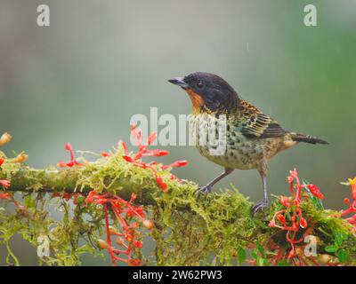 Rufous Throated Tanager Tangara rufigula Ecuador BI038887 Foto Stock