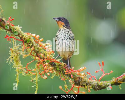 Rufous Throated Tanager Tangara rufigula Ecuador BI038893 Foto Stock