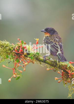 Rufous Throated Tanager Tangara rufigula Ecuador BI038897 Foto Stock