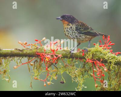 Rufous Throated Tanager Tangara rufigula Ecuador BI038898 Foto Stock