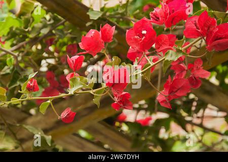 Cespuglio di bouganville con fiori rossi appesi, decorazione per qualsiasi giardino Foto Stock