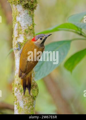 Golden Olive Woodpecker Colaptes rubiginosus Ecuador BI039140 Foto Stock