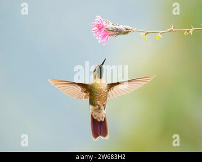 Coda di metallo tiriana - alimentazione del fiore Metallura tyrianthina Ecuador BI039179 Foto Stock