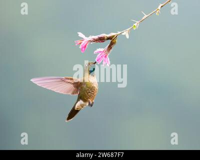 Coda di metallo tiriana - alimentazione del fiore Metallura tyrianthina Ecuador BI039187 Foto Stock