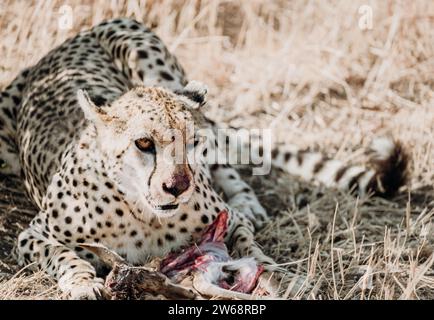 A metà pasto viene catturato un potente ghepardo, che banchina sulle sue prede tra l'erba secca del suo habitat naturale in Kenya Foto Stock