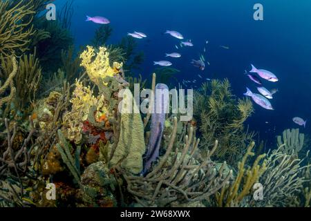 Una colorata barriera corallina brulicante di vita, tra cui pesci tropicali, circondata da limpide acque blu dell'oceano. Foto Stock