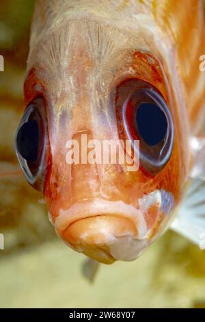 Primo piano dettagliato di un pesce koi arancio, focalizzandosi sui suoi occhi grandi e scaglie con acqua limpida sullo sfondo. Foto Stock