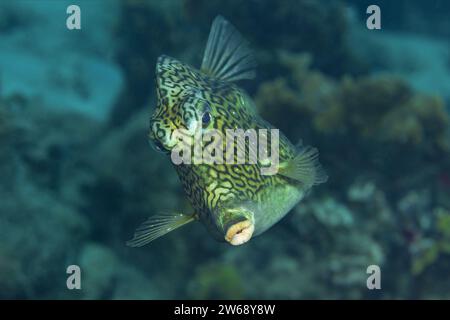 Un vivace cowfish si staglia tra le barriere coralline, mostrando il suo aspetto unico con corna. Foto Stock