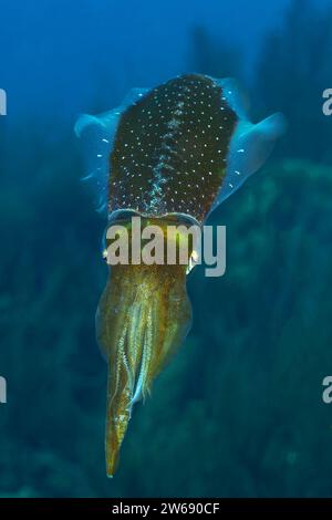 Un calamaro solitario viene catturato a metà nuotata nelle tranquille profondità dell'oceano, il suo corpo illuminato contro l'acqua blu scuro. Foto Stock