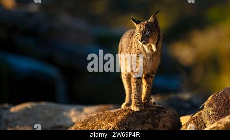 La lince iberica si erge su un masso durante l'ora d'oro, con uno sfondo naturale morbido e mirato che guarda lontano Foto Stock