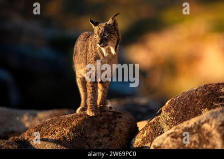 La lince iberica si erge su un masso durante l'ora d'oro, con uno sfondo naturale morbido e mirato che guarda lontano Foto Stock