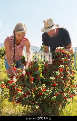 Lavoratori agricoli maturi in abbigliamento informale che raccolgono ribes rosso fresco maturo dalle piante durante la raccolta nelle piantagioni biologiche nelle giornate di sole Foto Stock