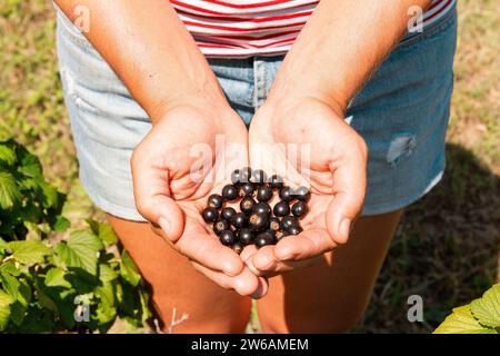 Raccogli un'anonima agronomo femminile vestita con dei casuali che tengono i ribes neri in mani schiacciate in piedi alla fattoria nelle giornate di sole Foto Stock