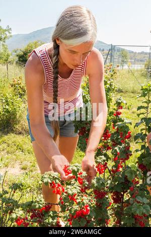 Contadina vestita di casuali e con i capelli grigi che raccolgono ribes rosso maturi dalla pianta durante la raccolta in fattoria biologica durante le giornate di sole Foto Stock