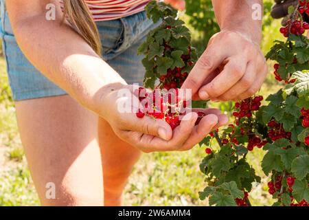 Anonima contadina vestita con casuali che raccolgono ribes rosso maturi dalla pianta durante la raccolta in azienda biologica durante le giornate di sole Foto Stock