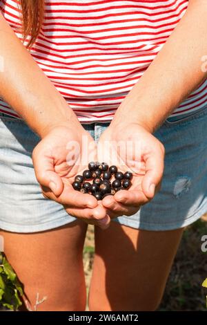 Raccogli un'anonima agronomo femminile vestita con dei casuali che tengono i ribes neri in mani schiacciate in piedi alla fattoria nelle giornate di sole Foto Stock