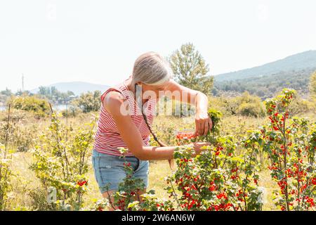 Contadina vestita di casuali e con i capelli grigi che raccolgono ribes rosso maturi dalla pianta durante la raccolta in fattoria biologica durante le giornate di sole Foto Stock