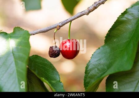 Primo piano della ciliegia rossa appesa a foglie verdi sul ramoscello presso la piantagione biologica su sfondo sfocato Foto Stock